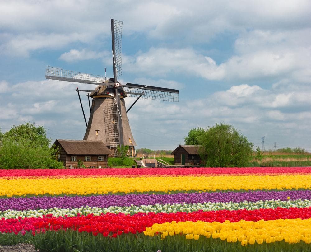 Tulips and windmills in Netherlands